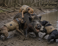 Caught Hog